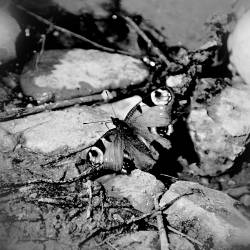 Wunderknabe : Breeeliant Survivor